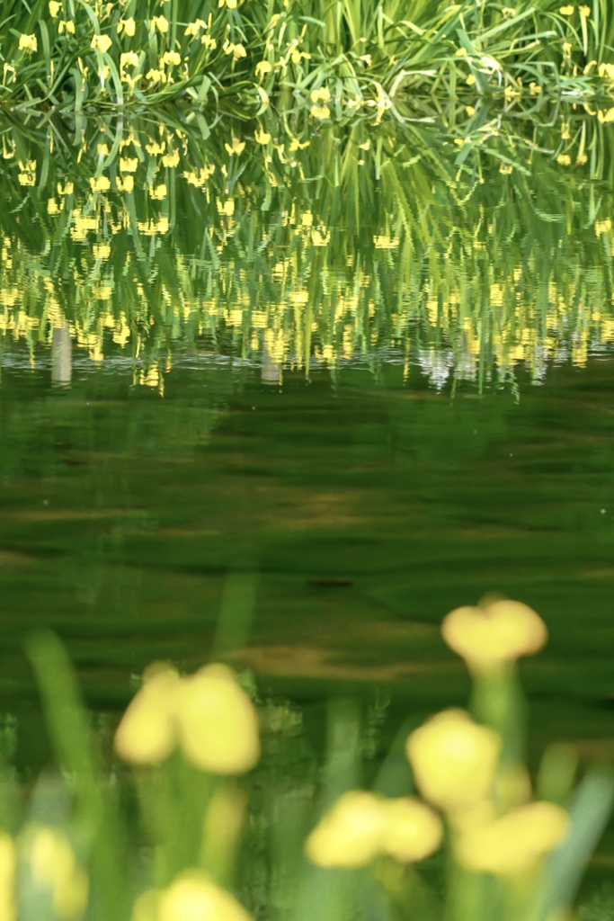 黄しょうぶ咲く池