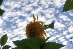 夏の終わり　秋の始まり