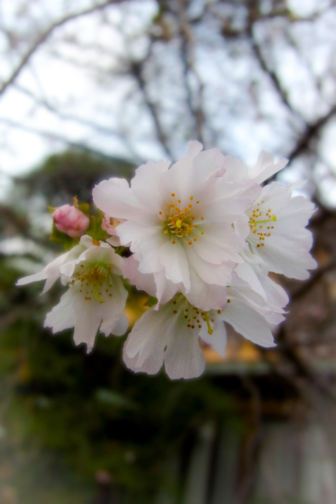 11月の桜