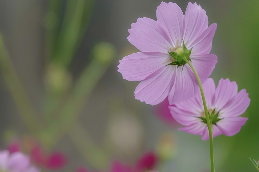 ミーのスケッチブック