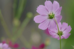 ミーのスケッチブック