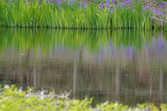春の花フェス　春の池