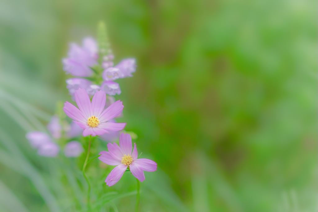 夏休み
