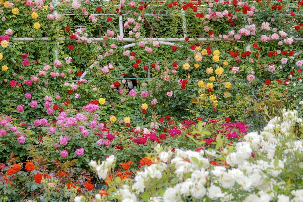 薔薇のアトリエ♪