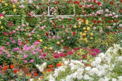 薔薇のアトリエ♪