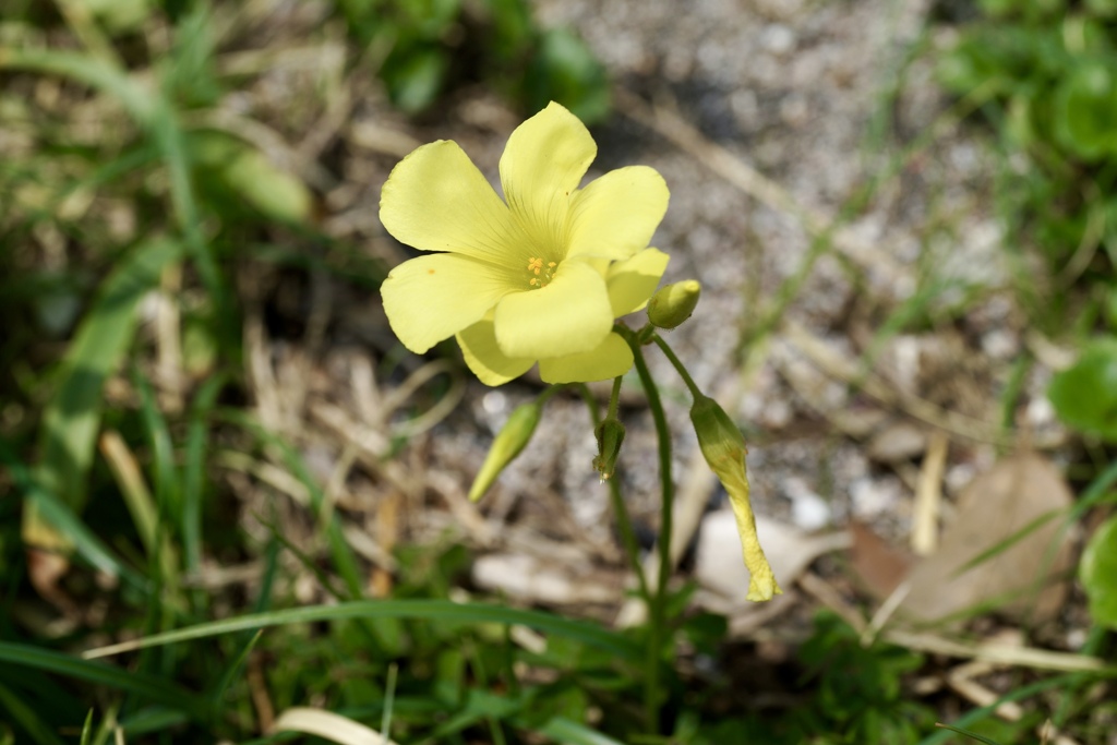 野花