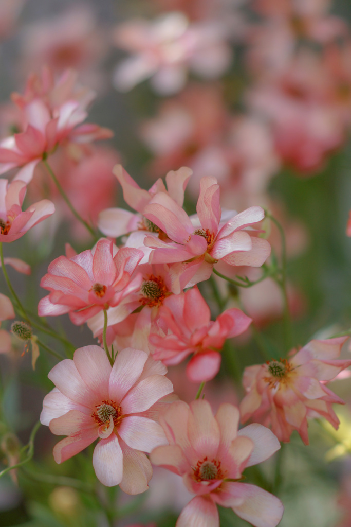 花＊花