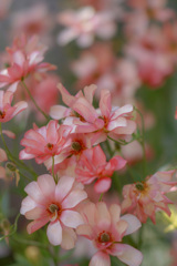 花＊花