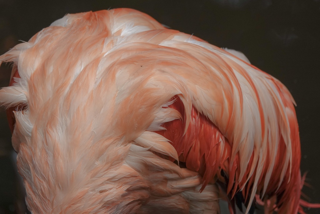 フラミンゴ