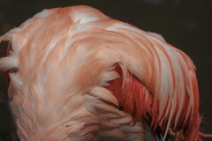 フラミンゴ