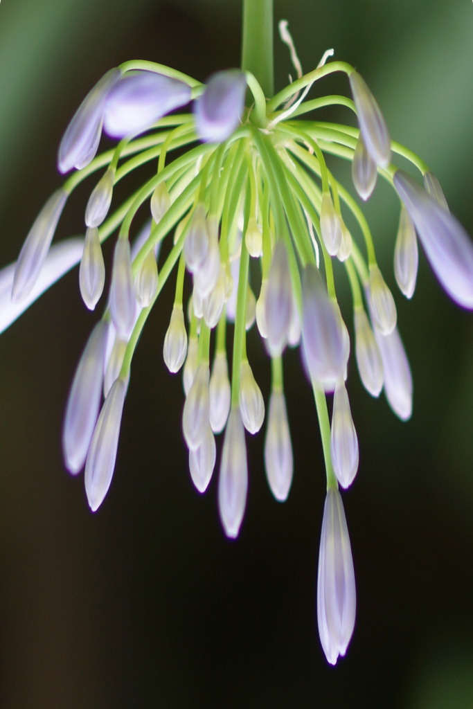 アガパンサカサマ