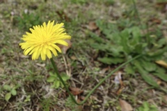 心の花を咲かせよう