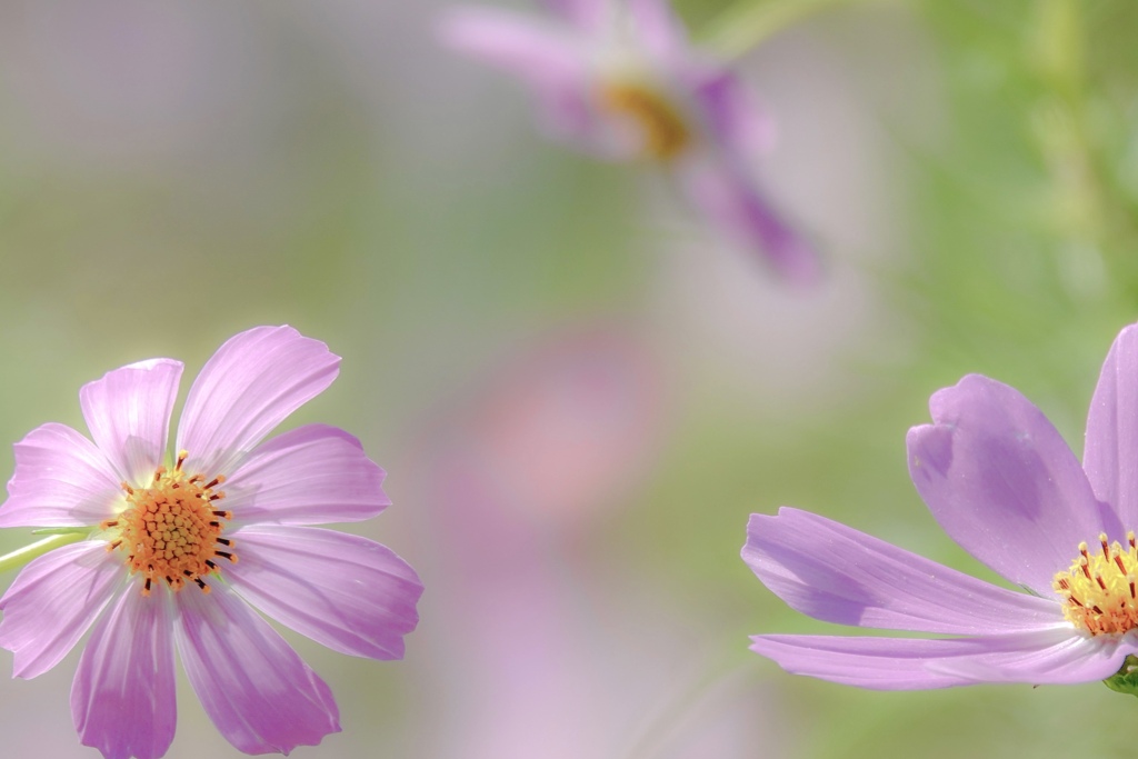 ミーのスケッチブック