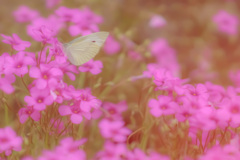 『小さな楽園』