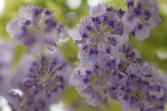 藤のお花を見上げてみました＊