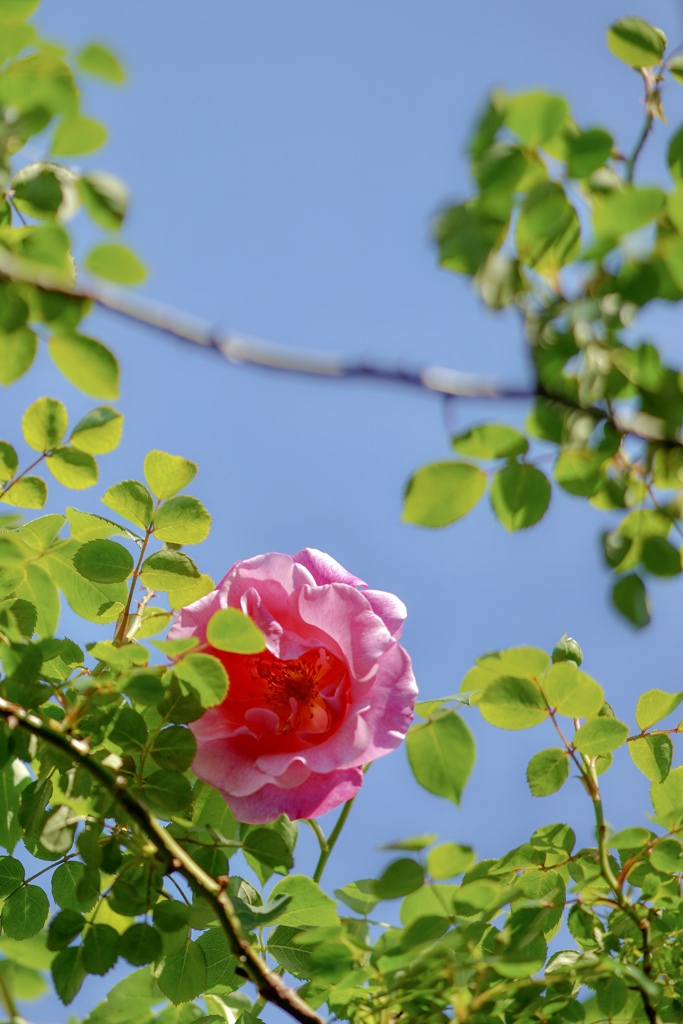 青い空と薔薇
