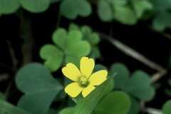 わたしは、ここよ。