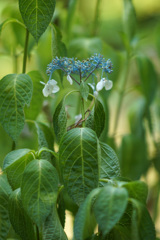 アジサイが・・