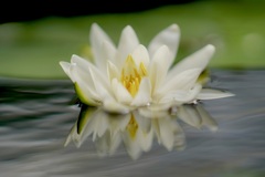 睡蓮　水のながれ