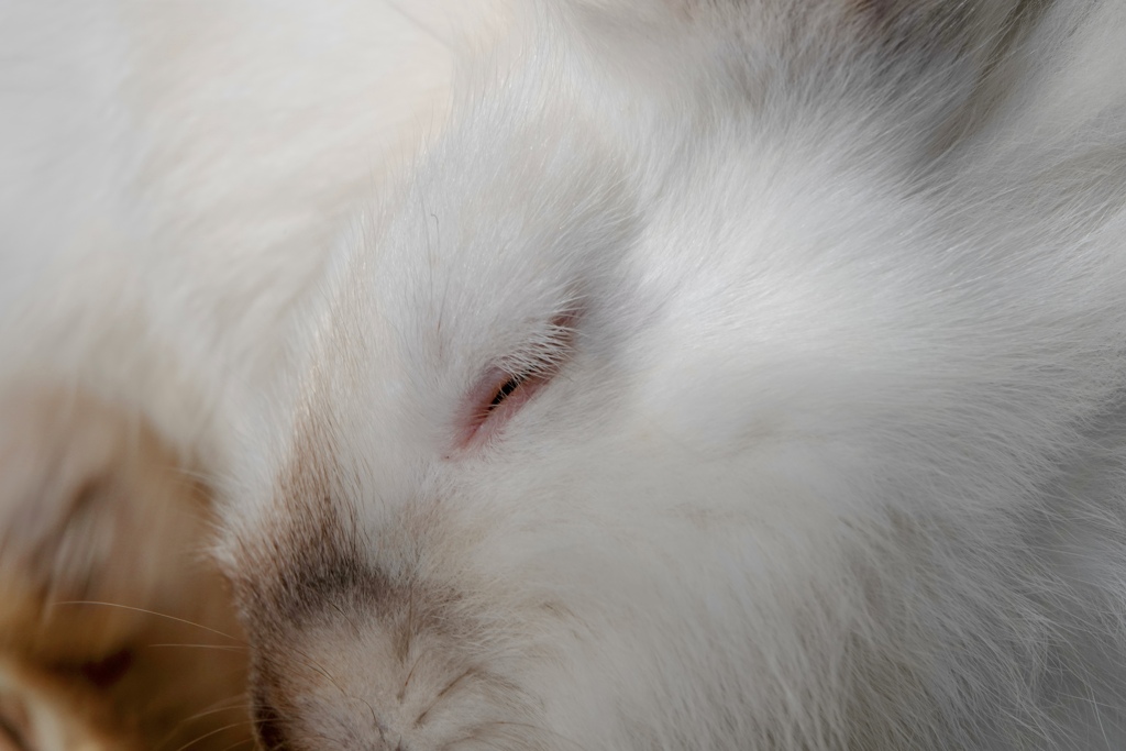 うさぎ(( _ _ ))..zzzZZ