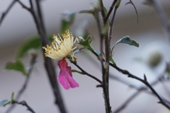 おもいでぽろぽろ　花びらの記憶