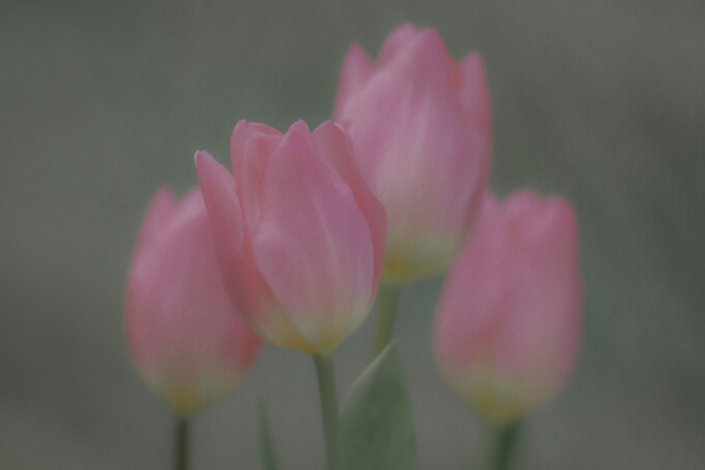『チューリップ』
