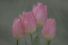 『チューリップ』