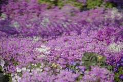 春の花フェス　さくら草の庭