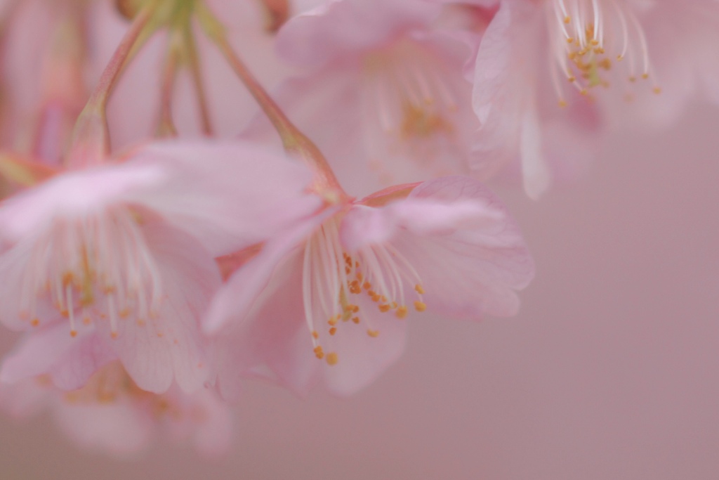 あなたへ。桜便り