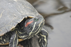 天気を見ているカメ（╹◡╹）