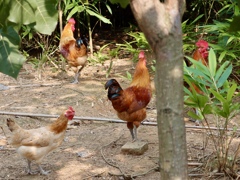 ニワニワニワウラニワニワニワニワトリがいる。