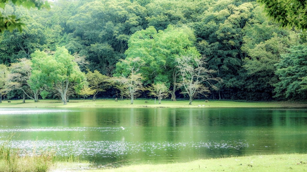 緑の風景