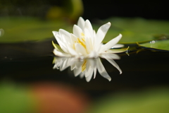 睡蓮　リフレクション