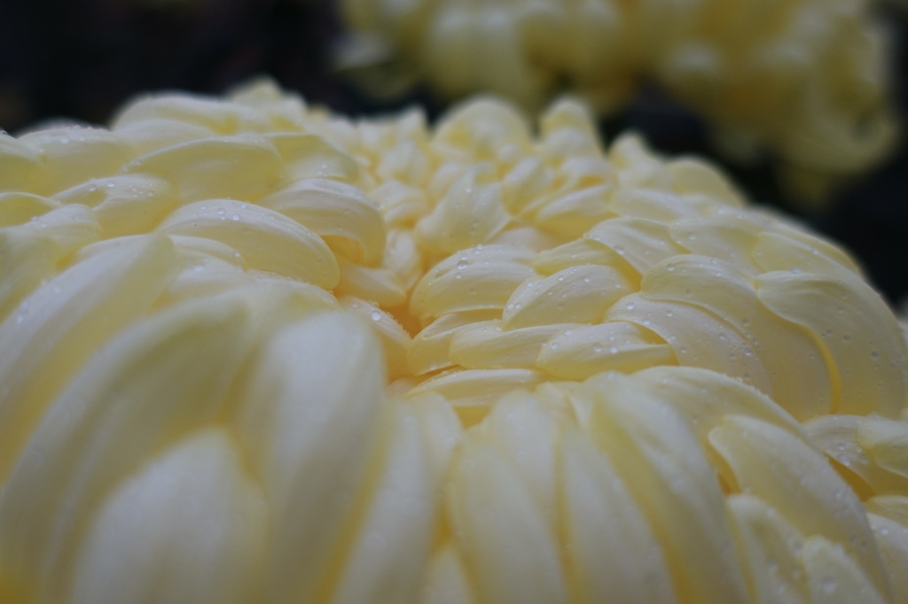 菊