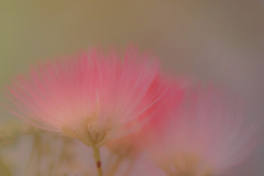 ネムの木の誘惑