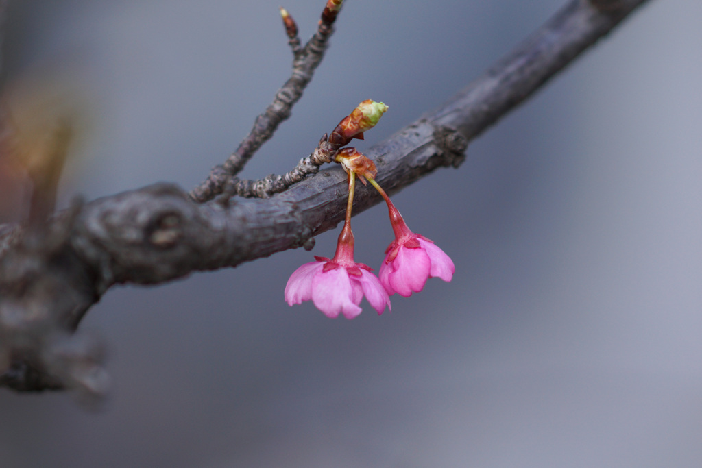河津桜のさくらんぼ