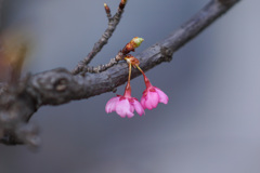 河津桜のさくらんぼ
