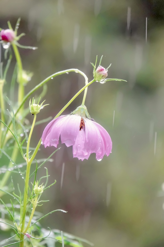 雨に降られて