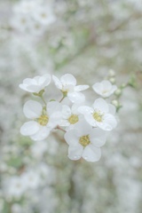雪の花のウエディング