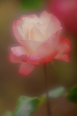 The Rose ♫
