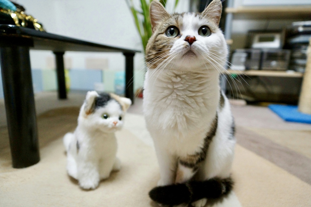 紹介します（╹◡╹）