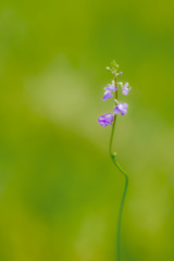 まつばうんらん　一輪刺し