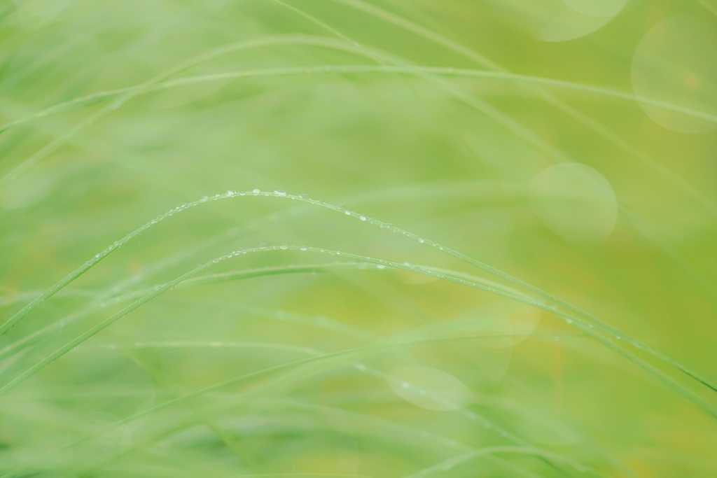 雨の夏草