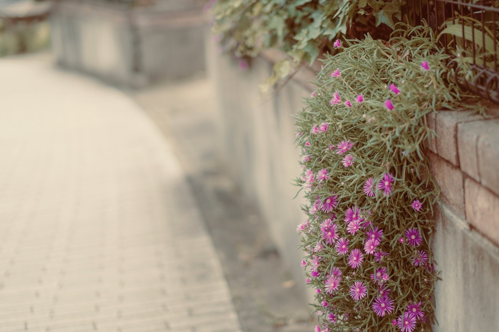 大人色の帰り道