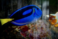 ドリーだ!d(^_^o)