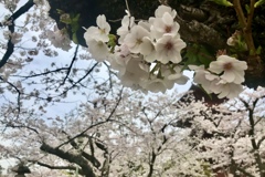 胴吹き桜