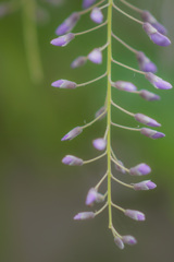 藤のお花の先のとこ