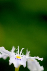 胡蝶花