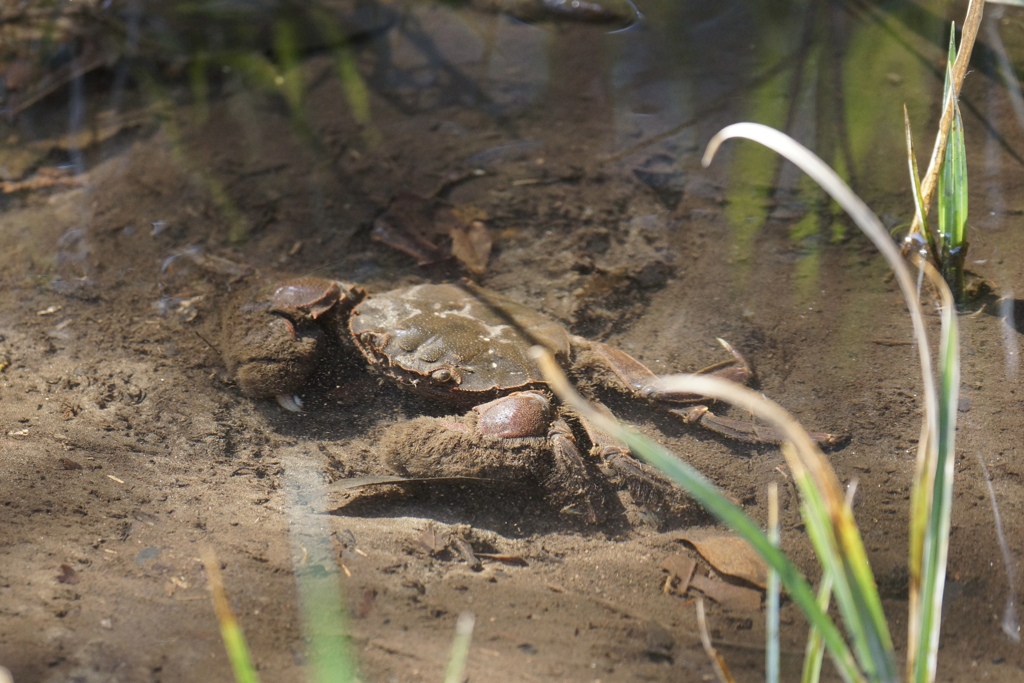 春の小川のカニさん