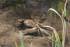 春の小川のカニさん
